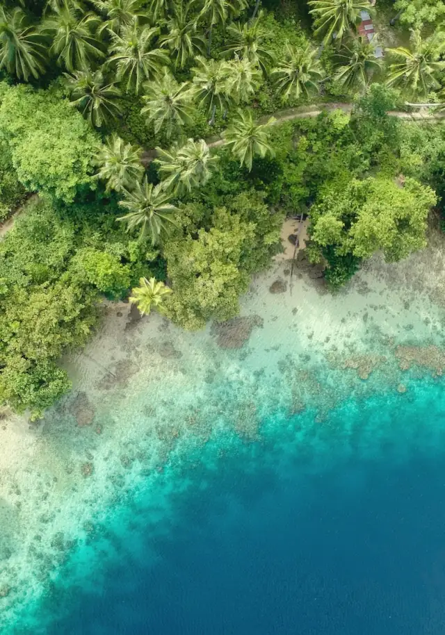 Aerial view of jungle meeting turquoise water